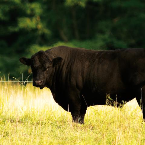 Argentine Beef