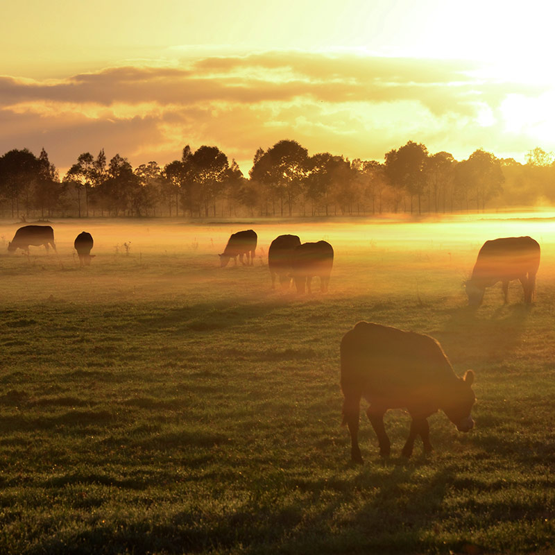 AUSTRALIA
