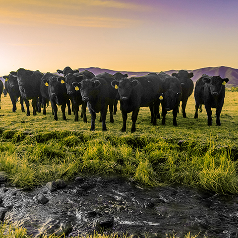 Brazilian Angus Beef