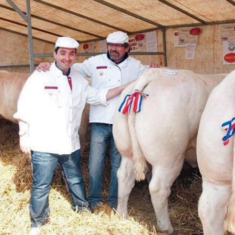 Charolais