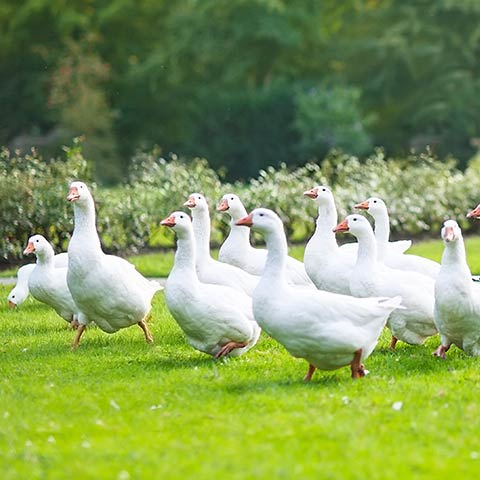Gourmet Gans