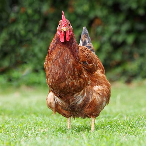 Maishhnchen
