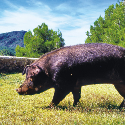 Duroc Schwein