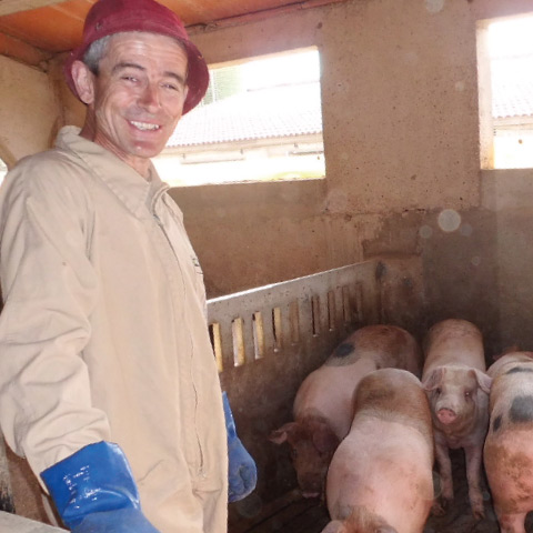 Duroc Schwein