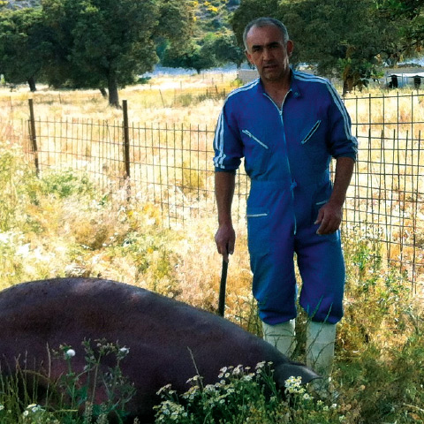 Iberico Schwein