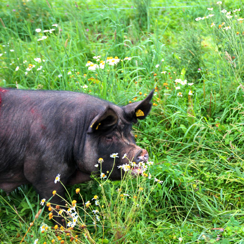 German Kurobuta Schwein