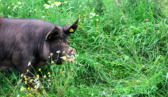 German Kurobuta Schwein