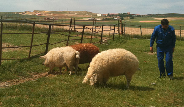 Mangalica Schwein