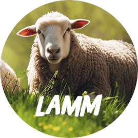 Lamm