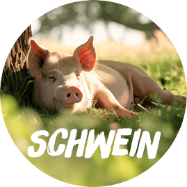 Schwein