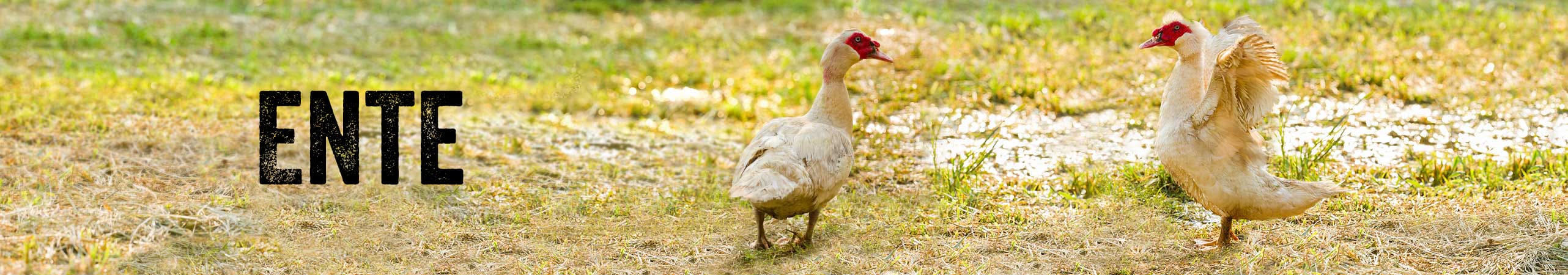 Geflgel,Ente