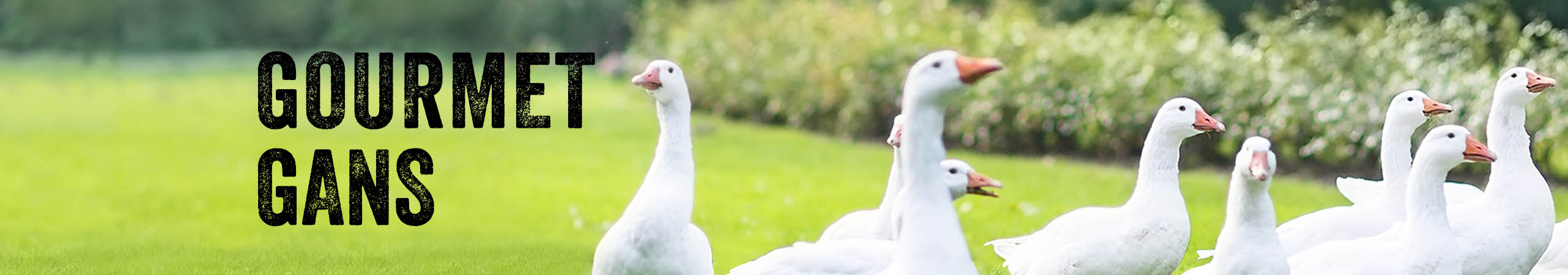 Geflgel,Gourmet Gans