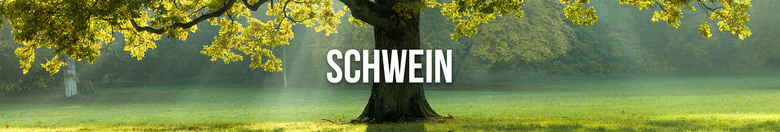Schwein,