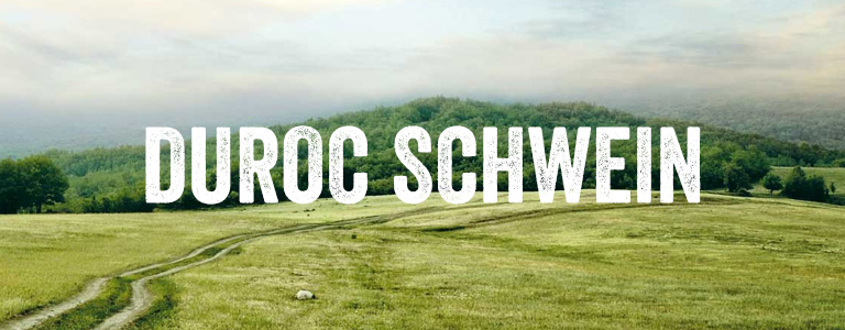 Schwein,Duroc Schwein